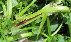 Rau thân ống nhiễm giun gây hoang mang cho bà nội chợ