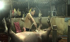 Cận cảnh 'công nghệ' bơm nước vào gia súc để tăng trọng