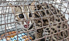 Kiểm lâm tiếp nhận cá thể mèo rừng quý hiếm