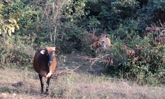  Không dám nuôi bò vì...lời nguyền thuở xưa