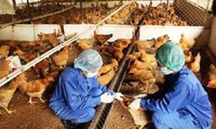 21 tỉnh xuất hiện dịch cúm gia cầm H5N1