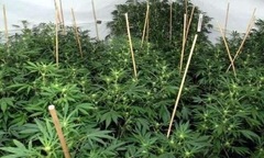 Tiêu hủy gần 100 cây cần sa trồng trái phép