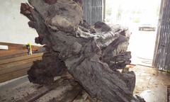 Giám định mẫu gỗ sưa tiền tỷ ở Quảng Bình