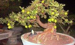 Ngắm cây ổi dáng  "rồng bay " giá 150 triệu