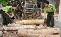 Quảng Trị: Bắt nhóm trộm gỗ trắc khối lượng lớn