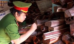 Quảng Trị: Thu giữ 4 tấn gỗ trắc tại Cửa khẩu Lao Bảo
