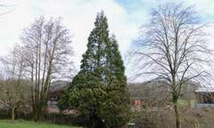 Bí ẩn cây linh sam tự hồi sinh từ cõi chết