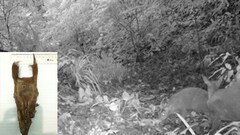 Thú tuyệt chủng xuất hiện tại rừng ở Thanh Hóa