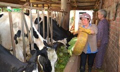  Hà Nội nhắm mắt ăn rau củ độc, rau sạch Đà Lạt đổ cho bò