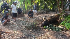 Trâu “điên” 300kg húc 6 người nhập viện