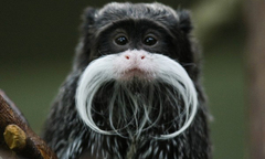 Những động vật có bộ ria kỳ lạ