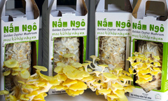 Chị em khoái trồng nấm sạch tại gia