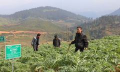 Cây  "vàng " Actiso ở Sapa