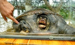 “Áp tải” ba ba Nam bộ về rừng Cúc Phương