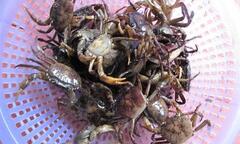 Thủy sản nhiễm kim loại nặng, Cục ATTP vào cuộc