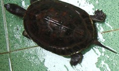 Lập trung tâm bảo tồn rùa quý hiếm Trung Bộ