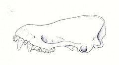 Ghi nhận thêm loài dơi mới ở Việt Nam 