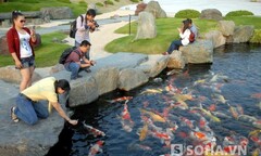 Hồ cá chép chục ngàn đô mỗi con ở Sài Gòn