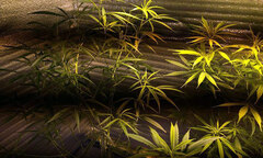 Choáng váng vườn cần sa lớn giữa thành phố Cảng