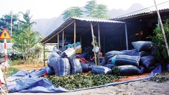 Nghệ An: Tận diệt cây dược liệu bán cho thương lái Trung Quốc