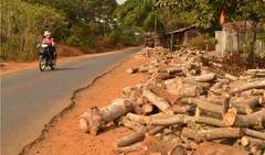 Đắk Nông: Ồ ạt chặt bỏ cao su vì...tin đồn thất thiệt