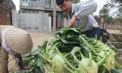 Hành trình tăng giá rau từ tay nông dân đến tay người tiêu dùng