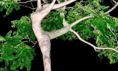 Điểm danh những thân cây quái đản nhất hành tinh