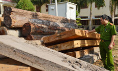 Gia Lai: Phát hiện hơn 22m3 gỗ “lậu” trong tình trạng “vô chủ”