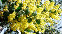 Đà Lạt và truyền thuyết loài hoa trinh nữ vàng