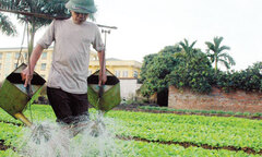 Hãi hùng công  nghệ  "trồng rau một đêm "