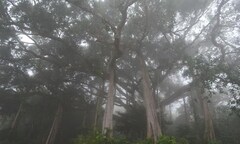 Chiêm ngưỡng cây đa đại thụ hơn 1.000 năm tuổi ở Đà Nẵng