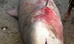 Hàng loạt cá mập xuất hiện tại vùng biển Khánh Hòa