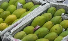 Choáng với xoài chính vụ “ngậm” hóa chất thúc chín