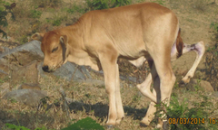 Kỳ lạ chuyện con bê 6 chân, 2 bộ phận sinh dục