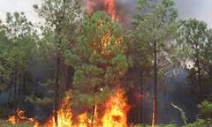 Nắng nóng kéo dài, nguy cơ cháy rừng tăng cao