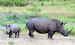 Doanh nghiệp Việt Nam chung tay giảm cầu sừng tê giác