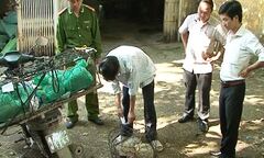 Huế: Bắt vụ vận chuyển nhiều động vật quý hiếm