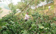 Lai Châu: Mưa đá, gió lốc tốc mái hàng trăm nhà dân