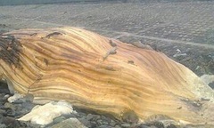 Hà Tĩnh: Cá lạ nặng hơn 3 tấn chết dạt vào bờ biển