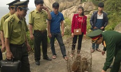 Đưa khỉ từ đất liền thả ra đảo Mắt