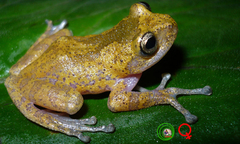 Phát hiện loài ếch mới ở Kon Tum