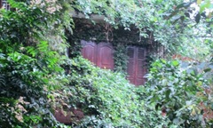 Kỳ bí biệt thự phủ kín dây leo ở Hà Nội