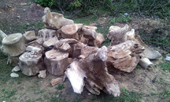 Phát hiển bộ xương cá voi khổng lồ có niên đại hàng trăm năm