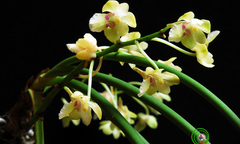 Loài lan mới ở Ninh Thuận