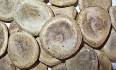 Sự thật về cây 'tử thần' gieo rắc sợ hãi ở Củ Chi