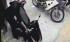 Khởi tố đối tượng giả cảnh sát hình sự lừa nữ sinh