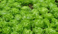 Rau bắt mắt nhờ công dưỡng chất: Phân tươi + nước thải!