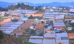 Ngắm ruộng bậc thang trong lòng thành phố Đà Lạt