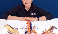 Tôm hùm biến đổi màu