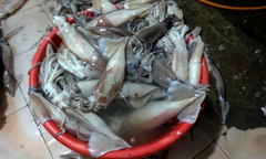 Phát hiện thủ đoạn biến mực ươn thối thành mực tươi